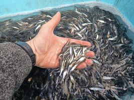 Slunka obecná (1).jpg